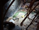 Madagassische Schienenschildkröte, Erymnochelys madagascariensis, Ästivation im Sand im Zoo Landau. Übrigens das einzige in Deutschland öffentlich zu besichtigende Exemplar. – © Hans-Jürgen Bidmon, mit Freigabe des Zoo Landau