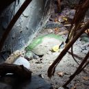 Madagassische Schienenschildkröte, Erymnochelys madagascariensis, Ästivation im Sand im Zoo Landau. Übrigens das einzige in Deutschland öffentlich zu besichtigende Exemplar. – © Hans-Jürgen Bidmon, mit Freigabe des Zoo Landau