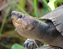 Madagassische Schienenschildkröte, Erymnochelys madagascariensis, Adultes Weibchen – © Lance Woolaver, Durral Wildlive Conservation trust