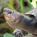 Madagassische Schienenschildkröte, Erymnochelys madagascariensis, Adultes Weibchen – © Lance Woolaver, Durral Wildlive Conservation trust