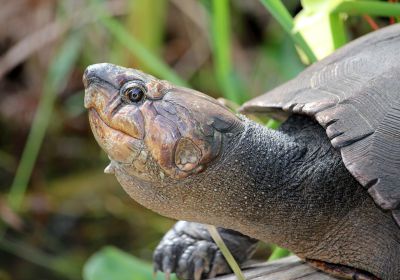 Madagassische Schienenschildkröte, Erymnochelys madagascariensis, – © Lance Woolaver, Durral Wildlive Conservation trust