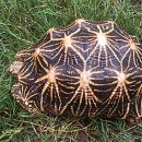 Indische Sternschildkröte (nördliche Form), Geochelone elegans actinodes, – © Bijay Raj Shrestha (Subba et al. Oryx, 59(3): 1-1)