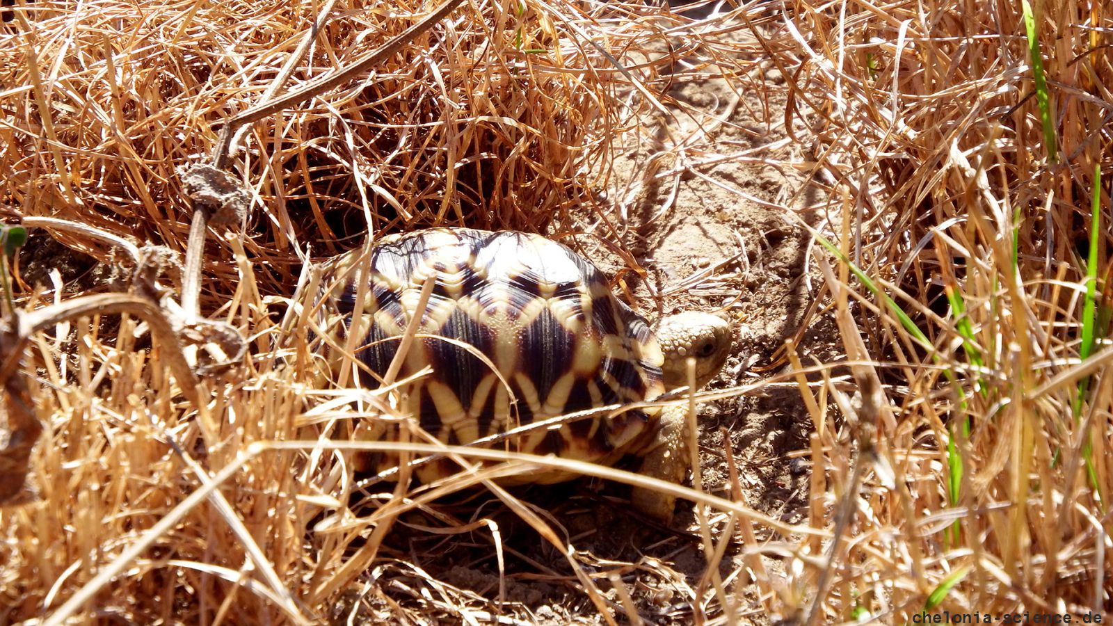 Burma-Sternschildkröte, Geochelone platynota, gut getarnt in trockener Vegetation – © Hans-Jürgen-Bidmon