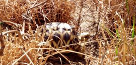 geochelone platynota hans juergen bidmon