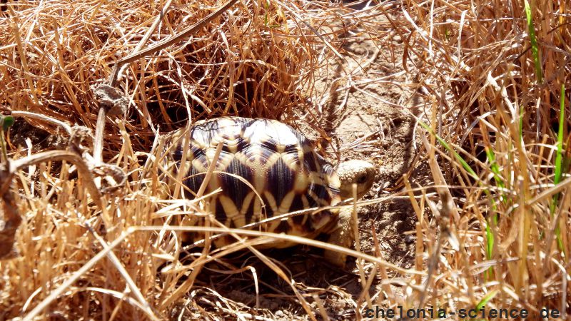 geochelone platynota hans juergen bidmon geochelone platynota hans juergen bidmon