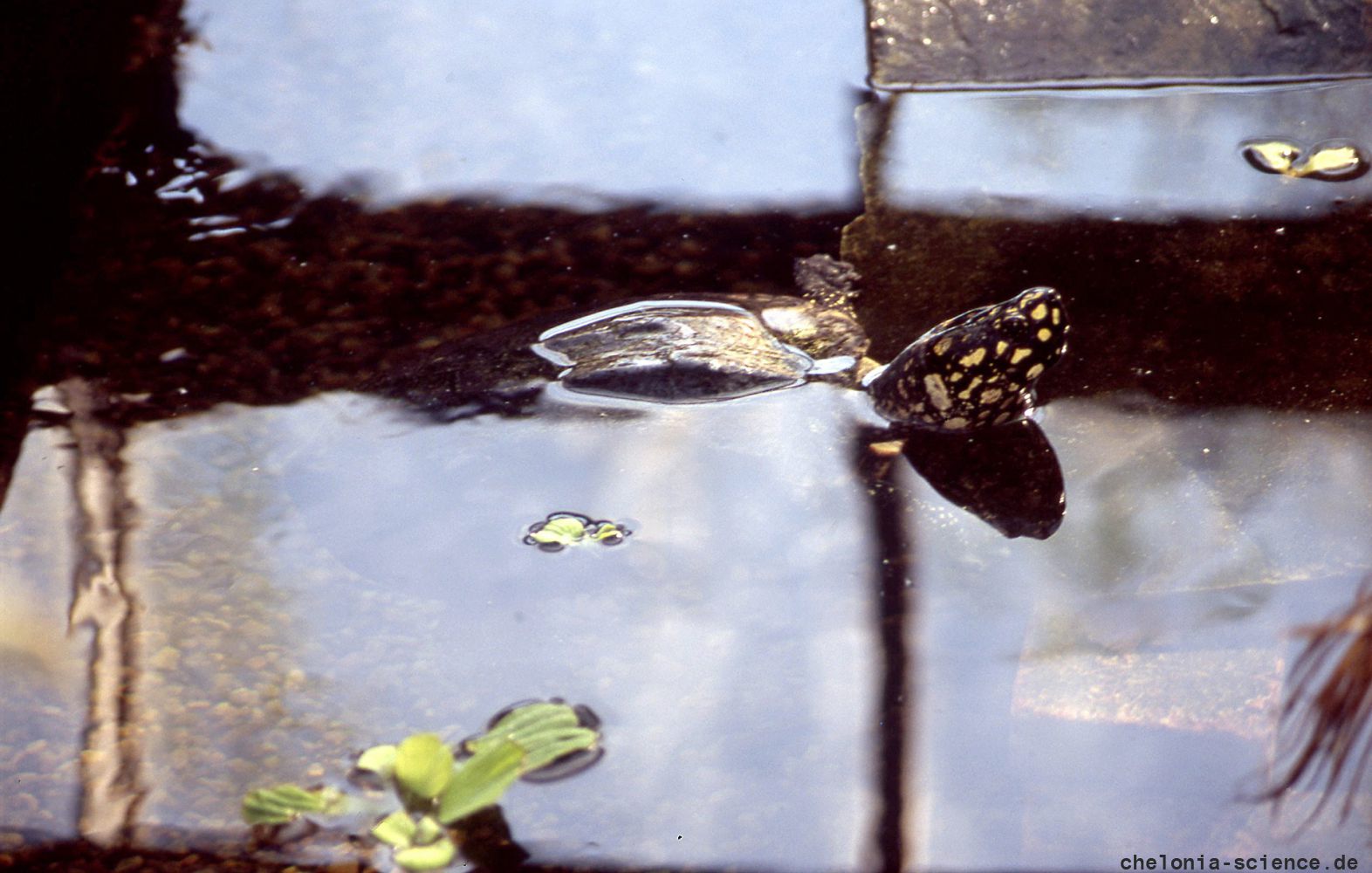 Strahlen-Dreikielschildkröte, Geoclemys hamiltonii, – © Hans-Jürgen Bidmon
