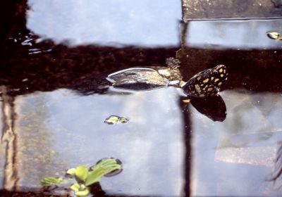 Strahlen-Dreikielschildkröte, Geoclemys hamiltonii, – © Hans-Jürgen Bidmon