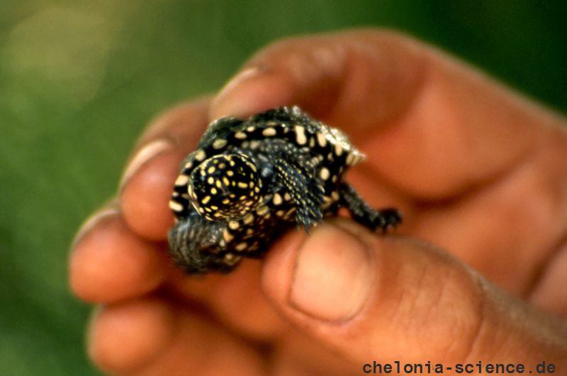 Strahlen-Dreikielschildkröte, Geoclemys hamiltonii, – © Hans-Jürgen Bidmon Strahlen-Dreikielschildkröte, Geoclemys hamiltonii, – © Hans-Jürgen Bidmon