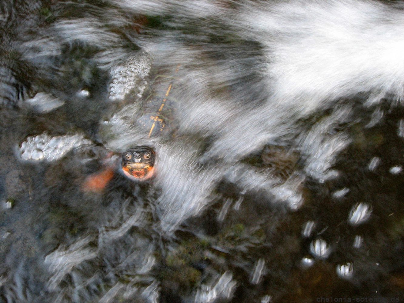 Waldbachschildkroete, Glyptemys insculpta, ein Tier im Wasserstrahl - © Hans-Jürgen Bidmon