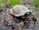 Waldbachschildkroete, Glyptemys insculpta, – © Donald J. Brown