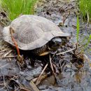 Waldbachschildkroete, Glyptemys insculpta, – © Donald J. Brown