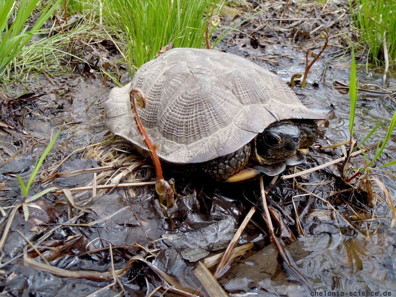 Waldbachschildkroete, Glyptemys insculpta, – © Donald J. Brown