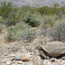Kalifornische Gopherschildkröte, Gopherus agassizii, – © Roy C. Averill-Murray Kalifornische Gopherschildkröte, Gopherus agassizii, – © Roy C. Averill-Murray