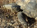 Kalifornische Gopherschildkr&ouml;te, Gopherus agassizii, Portrait eines adulten M&auml;nnchens aus der Lokalit&auml;t Mesa &ndash; &copy; Jeff E. Lovich