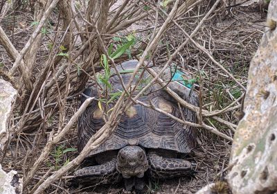 Texas-Gopherschildkröte, Gopherus berlandieri, – © Daniel A. Guerra
