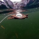 Landkarten-Höckerschildkröte, Graptemys geographica, mit Sender unter dem Eis – © Jessica A. Robichaud