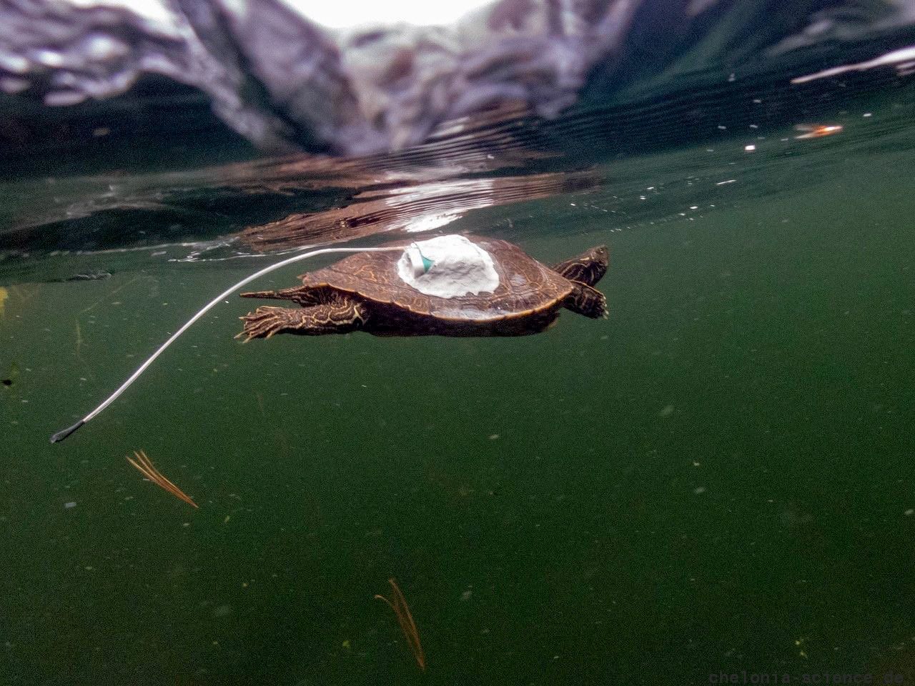 Landkarten-Höckerschildkröte, Graptemys geographica, mit Sender unter dem Eis – © Jessica A. Robichaud