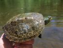 Landkarten-Höckerschildkröte, Graptemys geographica, markiertes Exemplar – © Joshua G. Otten