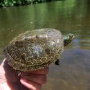 Landkarten-Höckerschildkröte, Graptemys geographica, markiertes Exemplar – © Joshua G. Otten