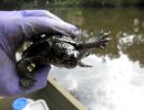 Landkarten-Höckerschildkröte, Graptemys geographica, veröltes Tier nach der Süßwasser-Ölpest – © Joshua G. Otten