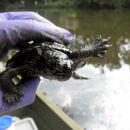 Landkarten-Höckerschildkröte, Graptemys geographica, veröltes Tier nach der Süßwasser-Ölpest – © Joshua G. Otten