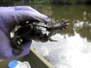 Landkarten-Höckerschildkröte, Graptemys geographica, veröltes Tier nach der Süßwasser-Ölpest – © Joshua G. Otten