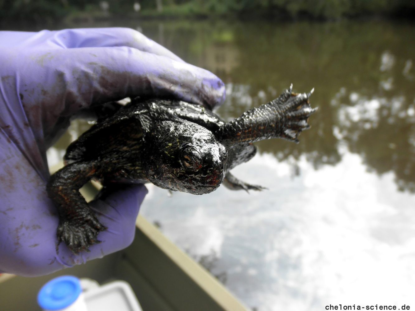 Landkarten-Höckerschildkröte, Graptemys geographica, veröltes Tier nach der Süßwasser-Ölpest – © Joshua G. Otten