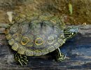 Pracht-Höckerschildkröte, Graptemys oculifera, aus dem Strong River – © Peter V. Lindeman