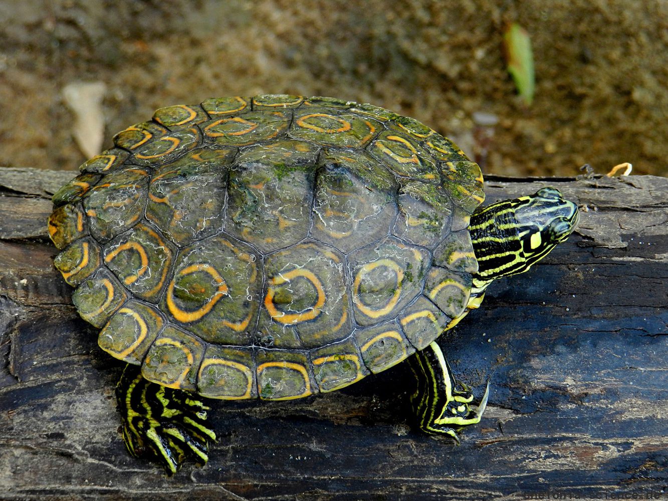 Pracht-Höckerschildkröte, Graptemys oculifera, aus dem Strong River – © Peter V. Lindeman