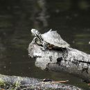 Pracht-Höckerschildkröte, Graptemys oculifera, – © Will Selman Pracht-Höckerschildkröte, Graptemys oculifera, – © Will Selman