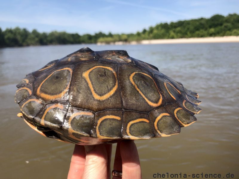 Pracht-Höckerschildkröte, Graptemys oculifera, – © Will Selman Pracht-Höckerschildkröte, Graptemys oculifera, – © Will Selman