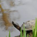 Mississippi-H&ouml;ckerschildkr&ouml;te, Graptemys pseudogeographica kohnii, &ndash; &copy; Hans-J&uuml;rgen Bidmon