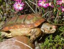 Areolen-Flachschildkröte, Homopus areolatus – © Raquel A. Garcia