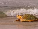 Hybrid aus Caretta caretta x Eretmochelys imbricata x Chelonia mydas, – © Caroline Regina Dias Machado