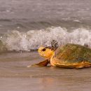 Hybrid aus Caretta caretta x Eretmochelys imbricata x Chelonia mydas, – © Caroline Regina Dias Machado