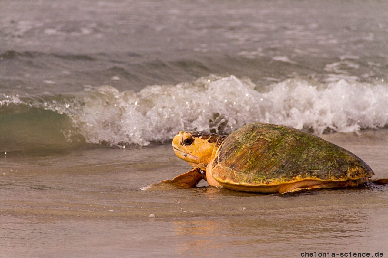 Hybrid aus Caretta caretta x Eretmochelys imbricata x Chelonia mydas, – © Caroline Regina Dias Machado