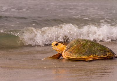 F2-Hybridindividuum aus Caretta caretta × Eretmochelys imbricata × Chelonia mydas – © Caroline Regina Dias Machado