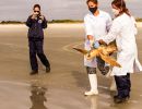 Hybrid aus Caretta caretta x Eretmochelys imbricata x Chelonia mydas, – © Caroline Regina Dias Machado