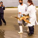 Hybrid aus Caretta caretta x Eretmochelys imbricata x Chelonia mydas, – © Caroline Regina Dias Machado