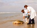 Hybrid aus Caretta caretta x Eretmochelys imbricata x Chelonia mydas, – © Caroline Regina Dias Machado