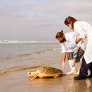 Hybrid aus Caretta caretta x Eretmochelys imbricata x Chelonia mydas, – © Caroline Regina Dias Machado