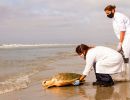 Hybrid aus Caretta caretta x Eretmochelys imbricata x Chelonia mydas, – © Caroline Regina Dias Machado