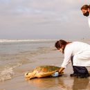 Hybrid aus Caretta caretta x Eretmochelys imbricata x Chelonia mydas, – © Caroline Regina Dias Machado