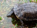 Argentinische Schlangenhalsschildkröte, Hydromedusa tectifera, – © Carolina Silveira Mascarenhas