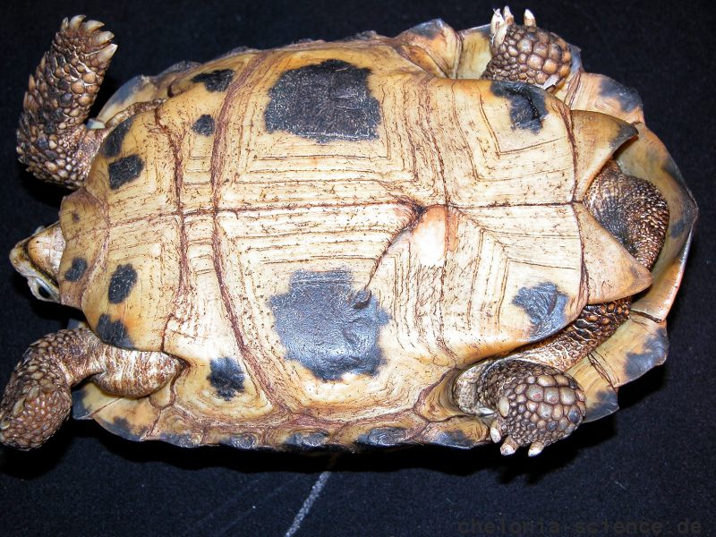 Forstens Landschildkröte, Indotestudo forstenii, – © Jutta Wiechert † über Beate Pfau Forstens Landschildkröte, Indotestudo forstenii, – © Jutta Wiechert † über Beate Pfau
