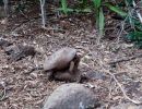 Travancore-Landschildkröte, Indotestudo travancorica, – © Edoardo Bardi