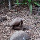 Travancore-Landschildkröte, Indotestudo travancorica, – © Edoardo Bardi