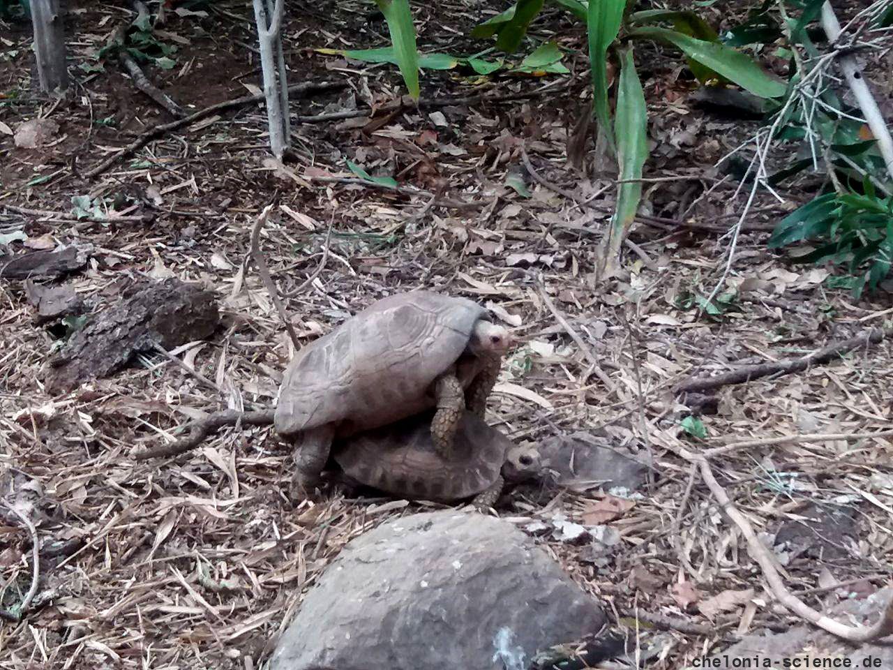 Travancore-Landschildkröte, Indotestudo travancorica, – © Edoardo Bardi