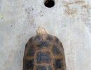 Travancore-Landschildkröte, Indotestudo travancorica, – © Edoardo Bardi