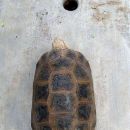 Travancore-Landschildkröte, Indotestudo travancorica, – © Edoardo Bardi